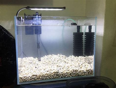 家養魚|養魚新手入門：水族箱設缸完全教學！